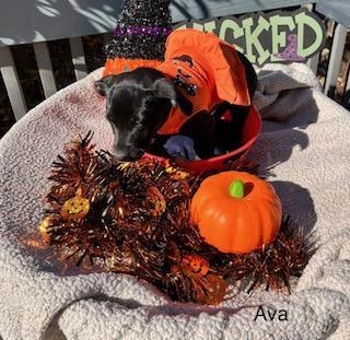 Enlarge Ava, a Adoptable mixed breed in Littleton, CO image 4/4