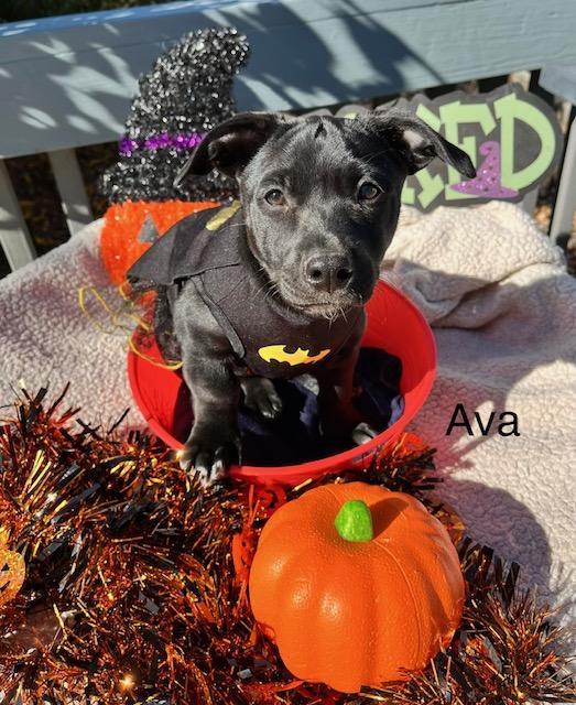 Enlarge Ava, a Adoptable mixed breed in Littleton, CO image 3/4