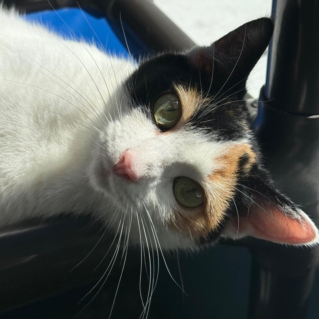 Butterscotch, Adoptable, Young Female Domestic Short Hair.