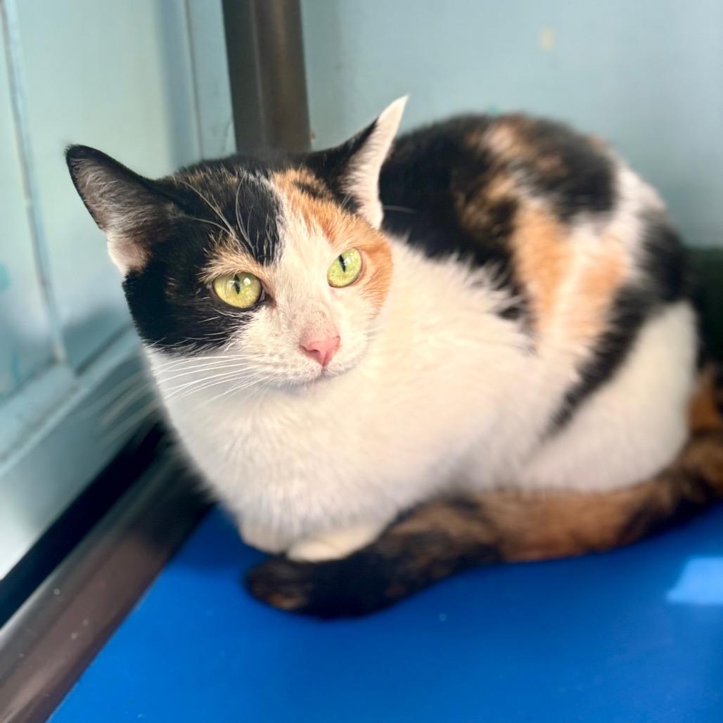 Butterscotch, a Adoptable Domestic Short Hair in New Fairfield, CT image 2/6