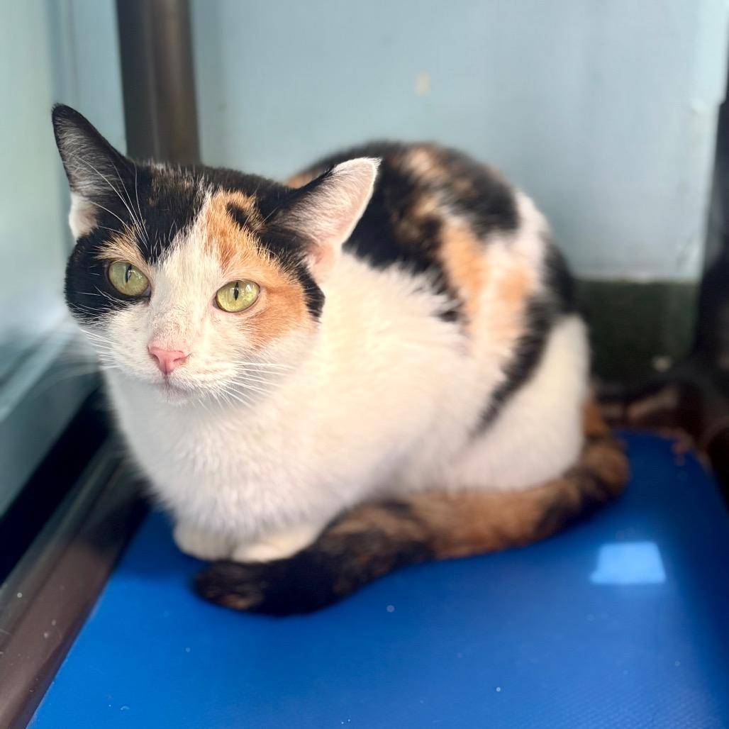 Butterscotch, a Adoptable Domestic Short Hair in New Fairfield, CT image 3/6