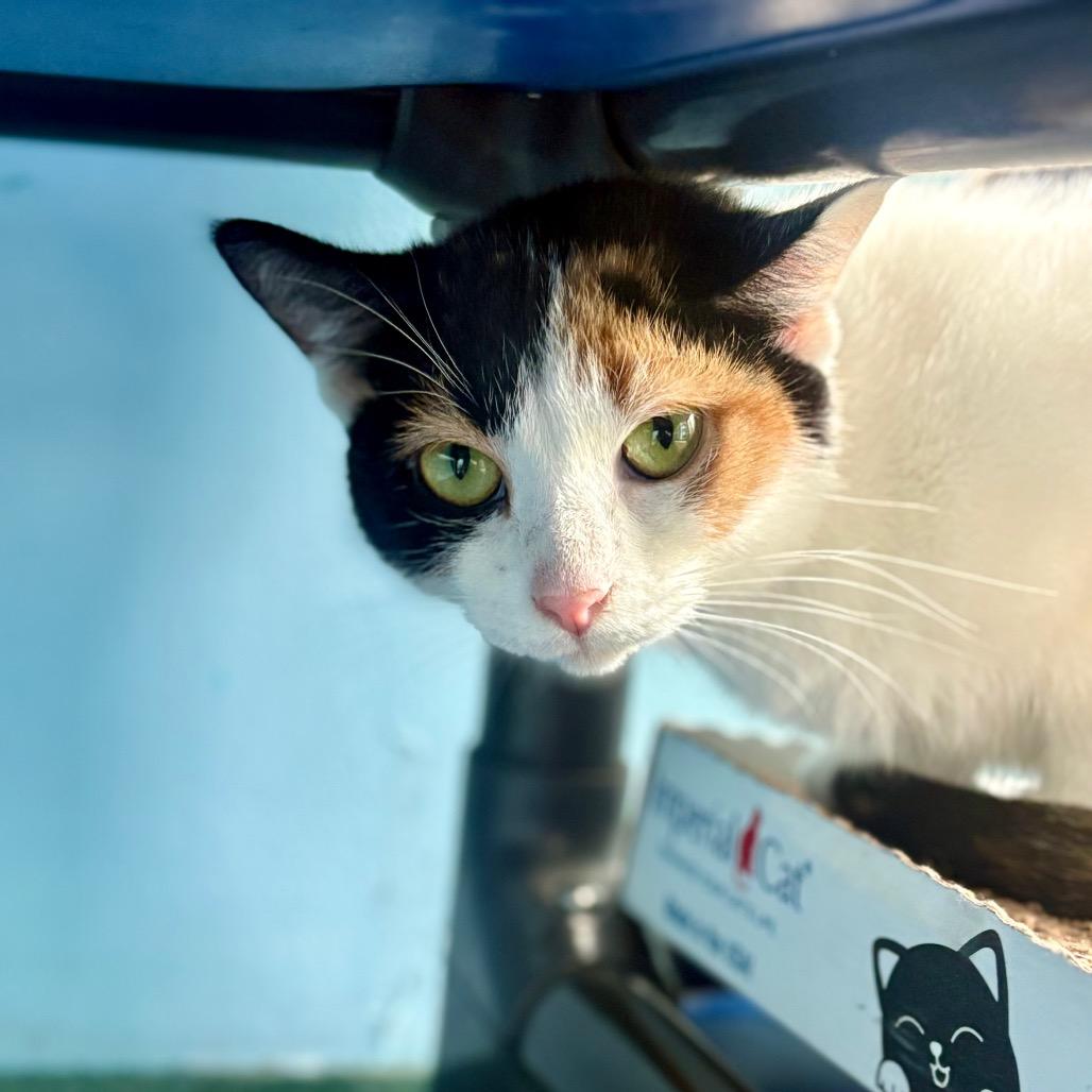 Butterscotch, a Adoptable Domestic Short Hair in New Fairfield, CT image 4/6