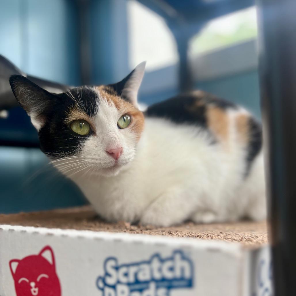 Butterscotch, a Adoptable Domestic Short Hair in New Fairfield, CT image 5/6