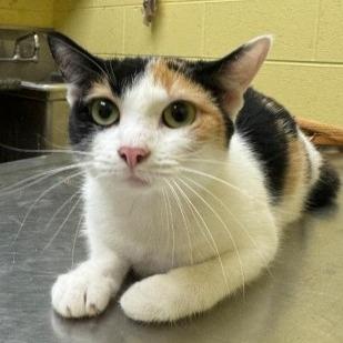 Butterscotch, a Adoptable Domestic Short Hair in New Fairfield, CT image 6/6