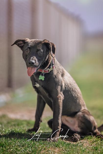 Hadley, Adoptable, Young Female Labrador Retriever & Mixed Breed.