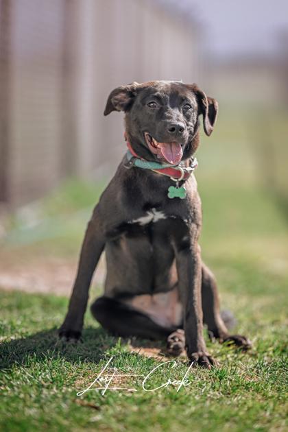 Enlarge Hadley, a Adoptable mixed breed in Kalispell, MT image 2/3
