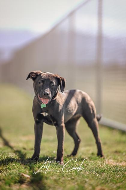 Enlarge Hadley, a Adoptable mixed breed in Kalispell, MT image 3/3