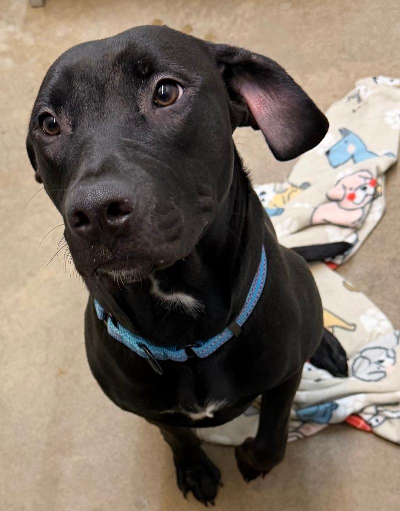 Enlarge Lucinda, a Adoptable mixed breed in North Syracuse, NY image 1/1