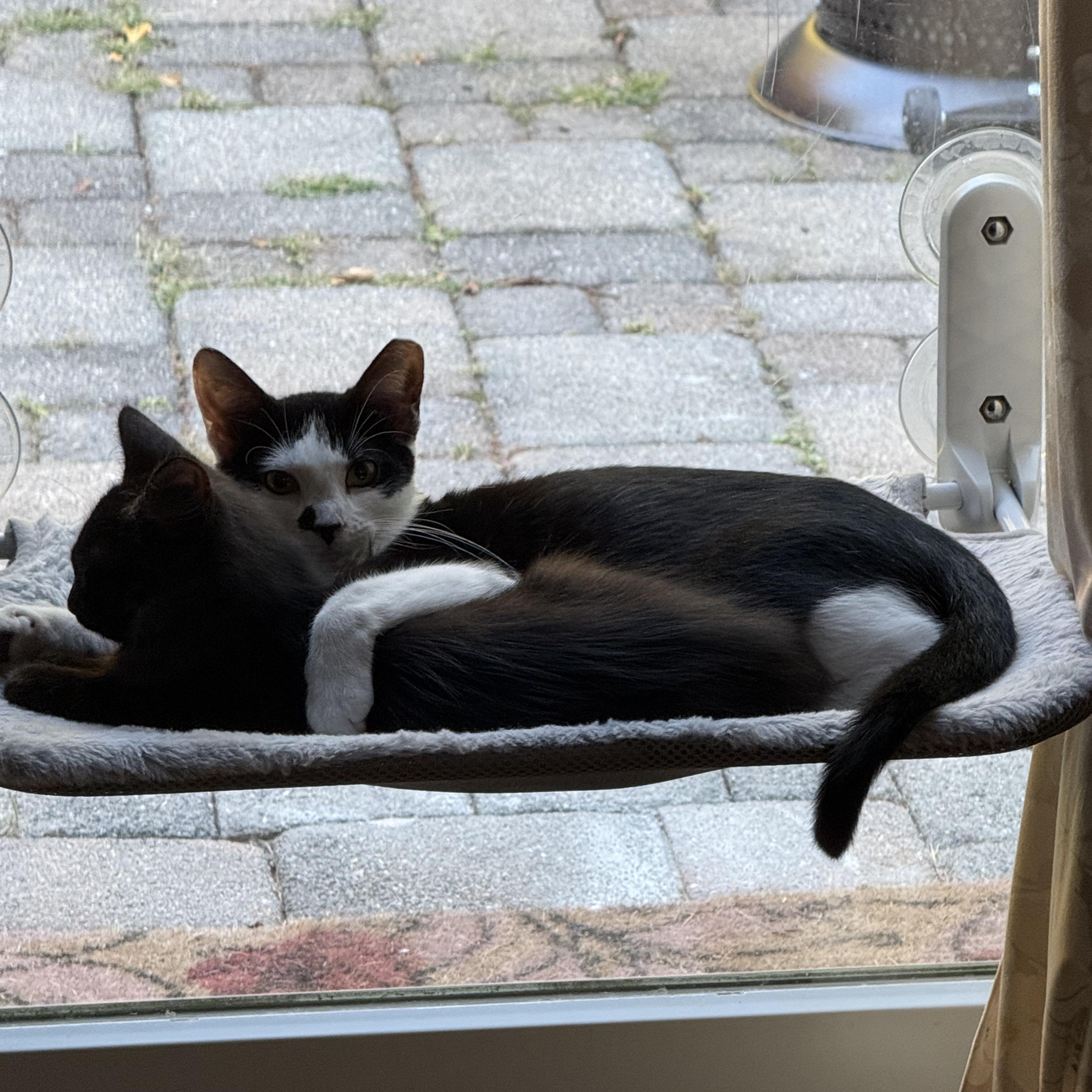 Enlarge Meadow, a Adoptable Tuxedo in Wanaque, NJ image 6/6
