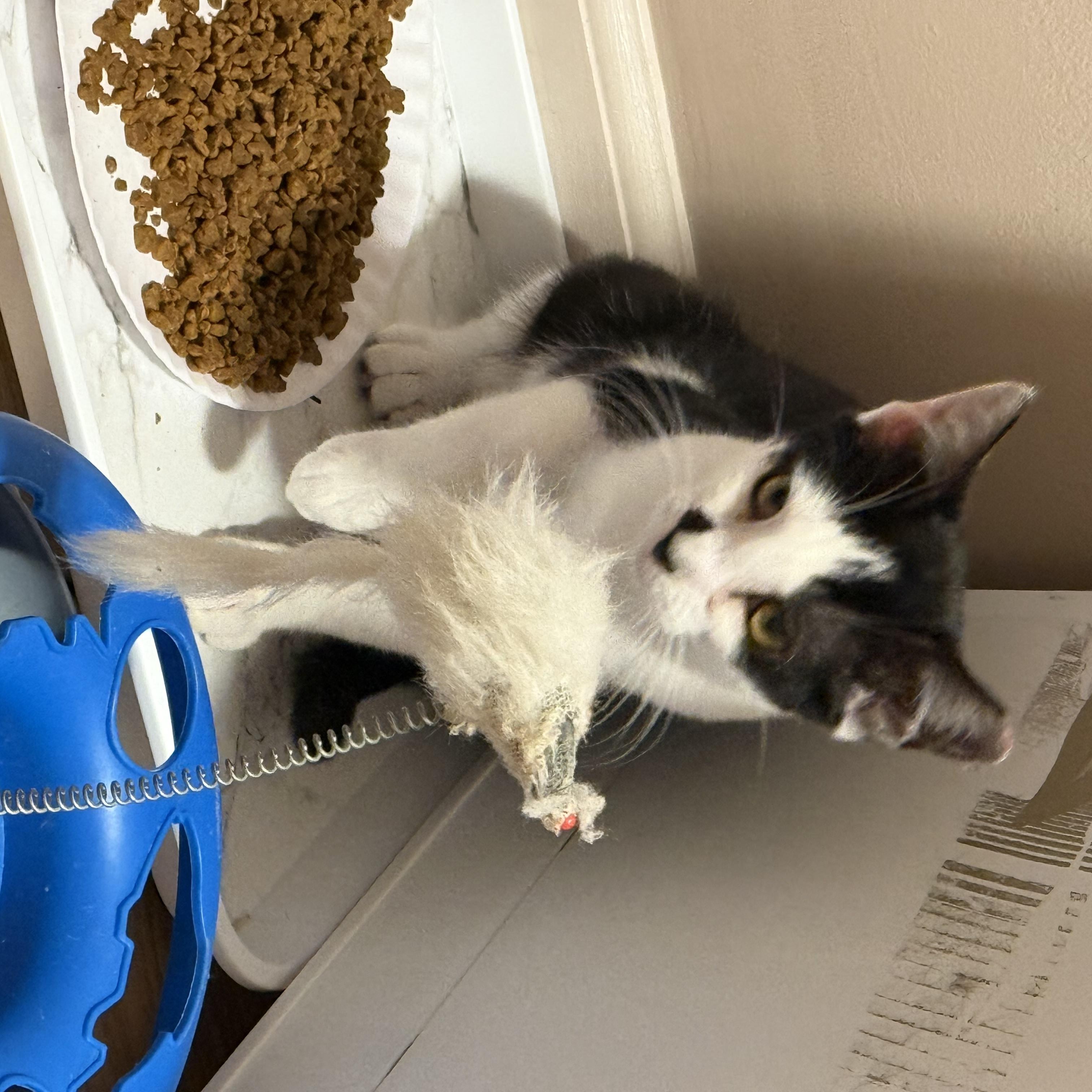 Enlarge Meadow, a Adoptable Tuxedo in Wanaque, NJ image 5/6