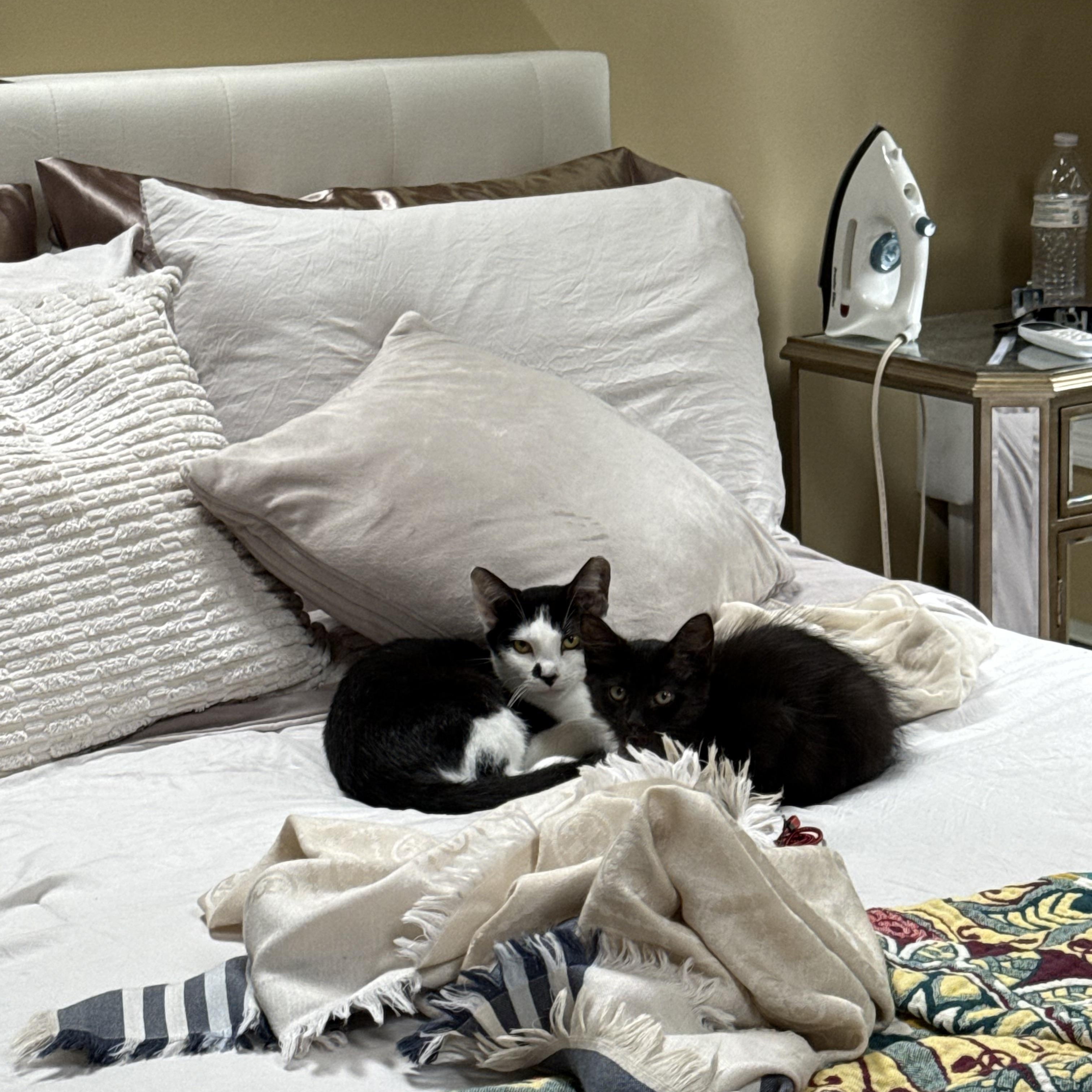 Enlarge Meadow, a Adoptable Tuxedo in Wanaque, NJ image 4/6