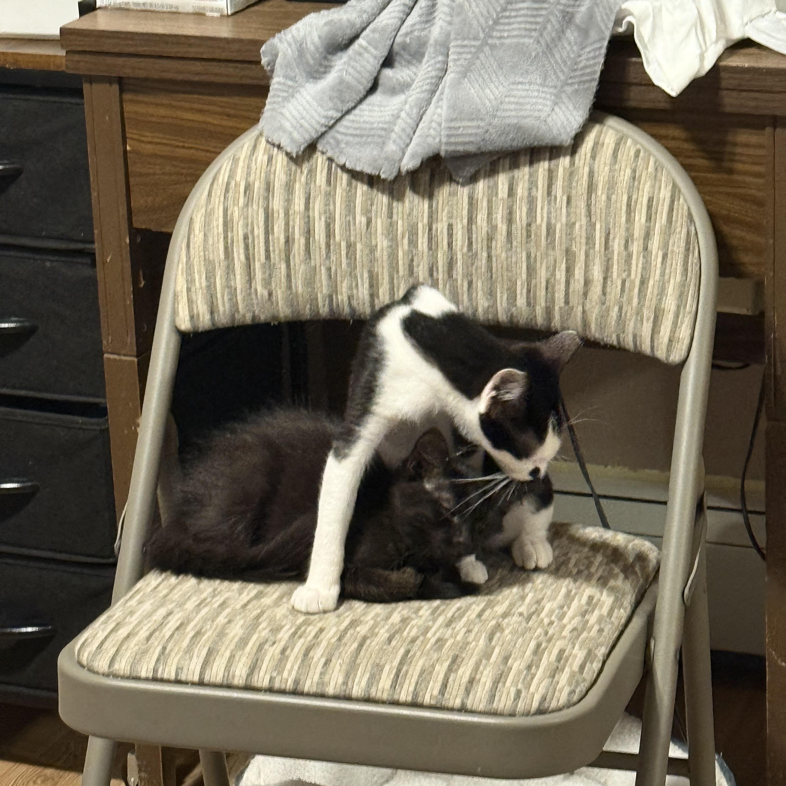 Enlarge Meadow, a Adoptable Tuxedo in Wanaque, NJ image 3/6