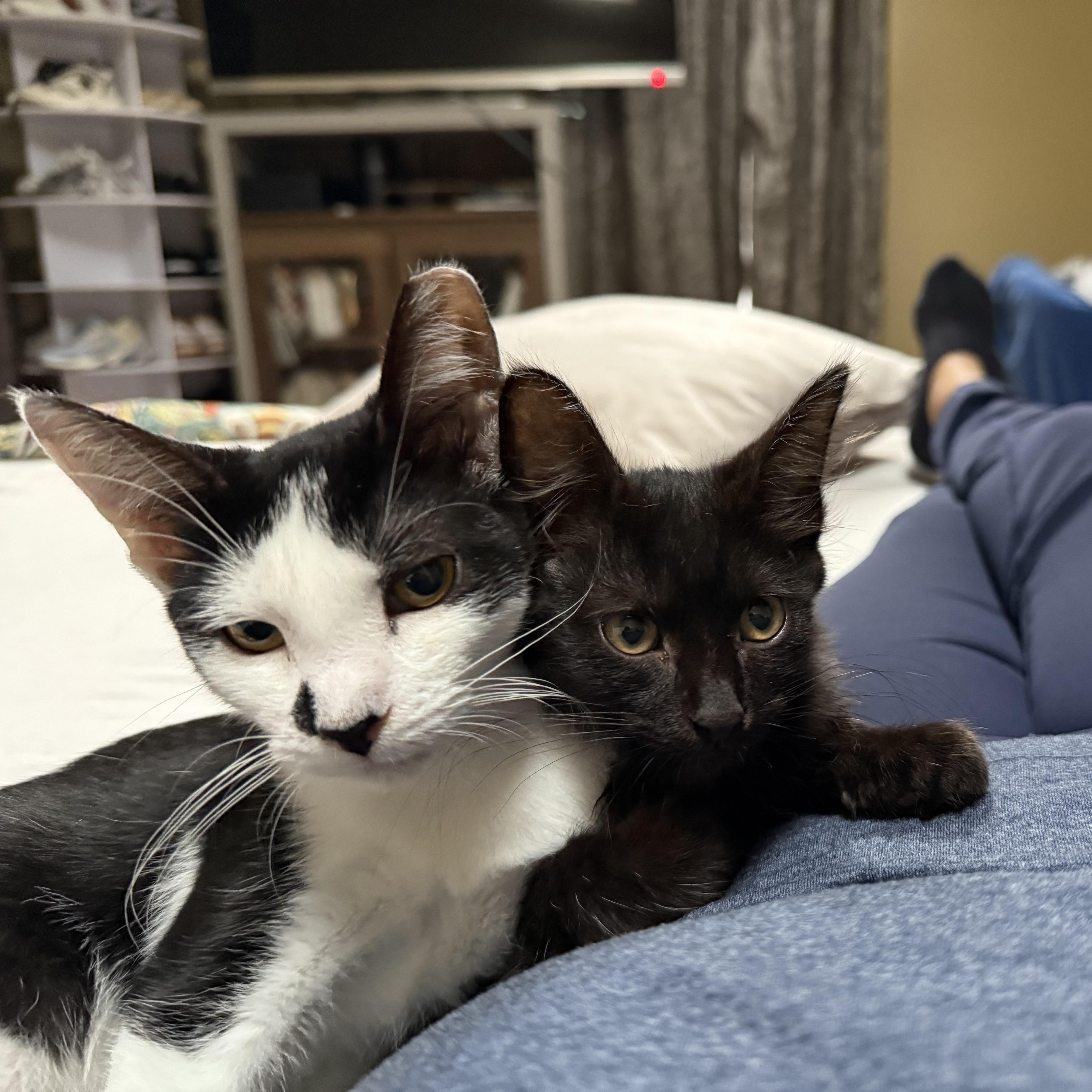 Enlarge Meadow, a Adoptable Tuxedo in Wanaque, NJ image 2/6