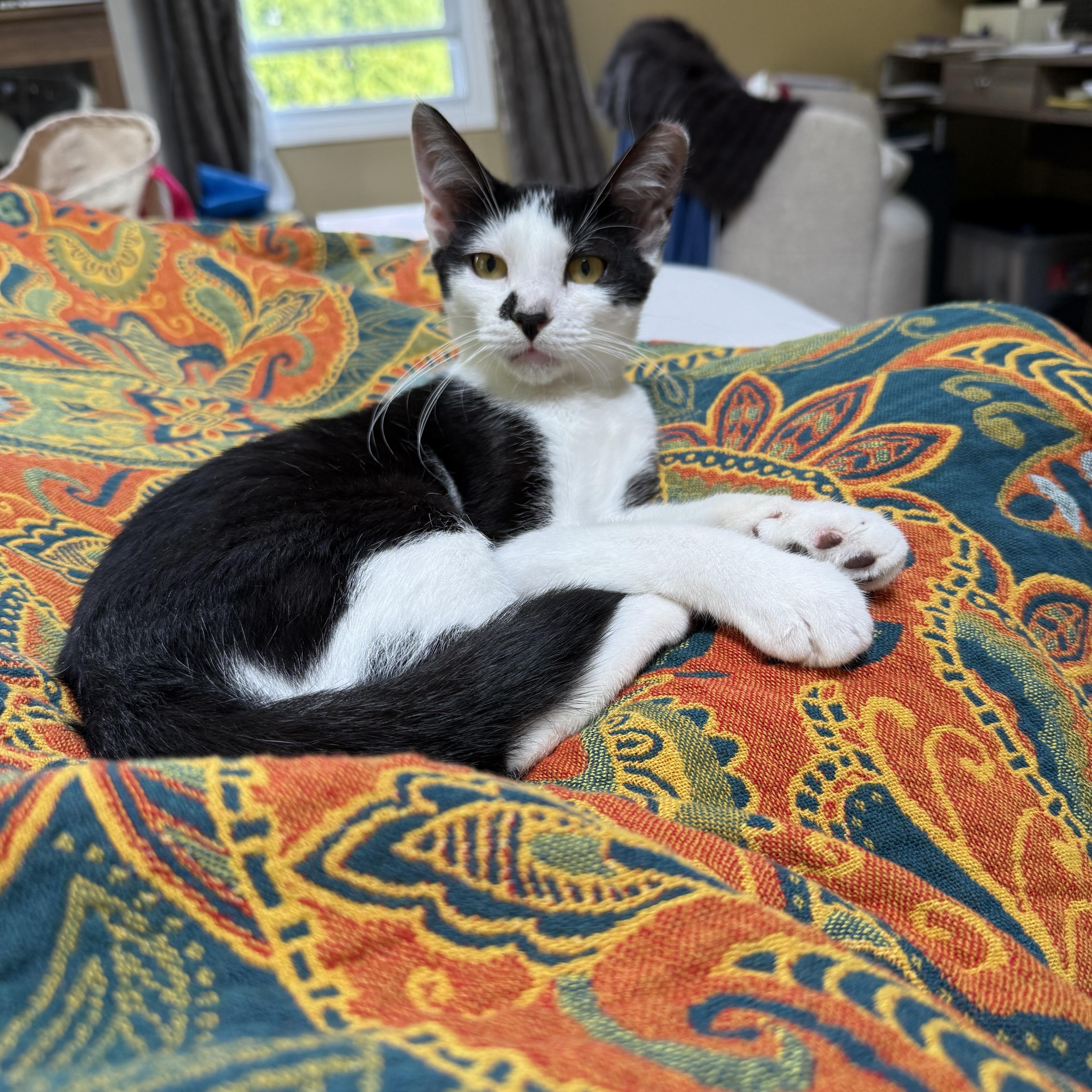 Meadow, Adoptable, Kitten Female Tuxedo.