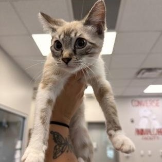 Pooh, adopted, Young Female Domestic Short Hair.