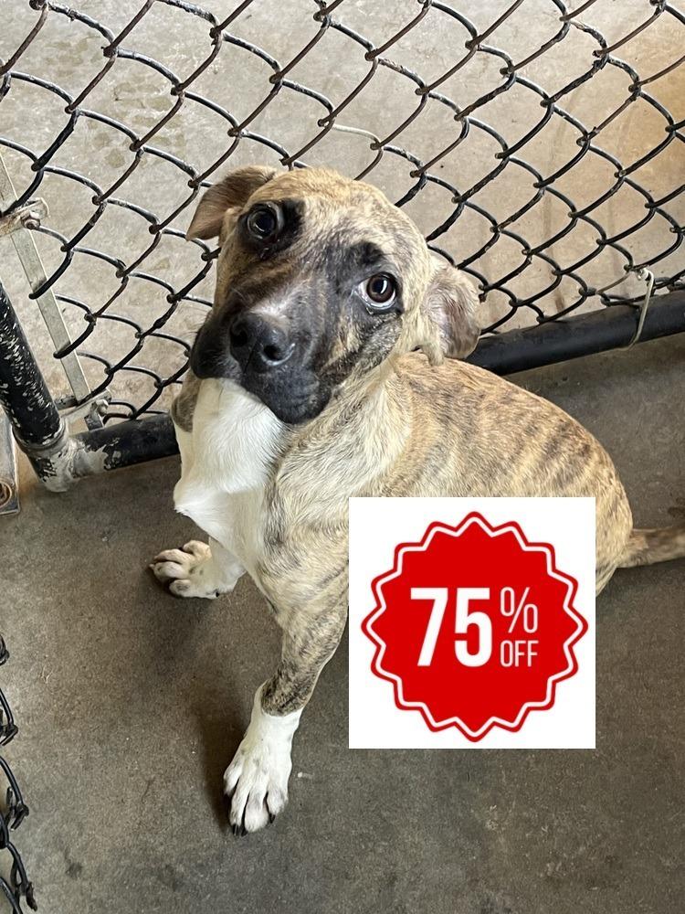Perez, Adopted, Puppy Male Labrador Retriever & Boxer.