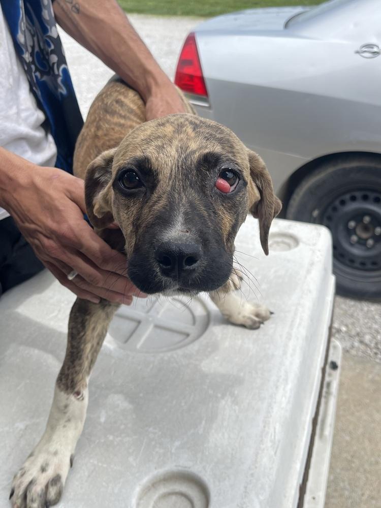 Perez, a Adopted mixed breed in Bolivar, MO image 2/3