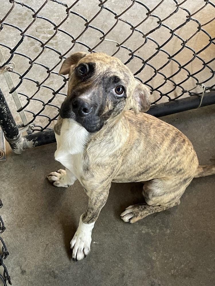 Perez, a Adopted mixed breed in Bolivar, MO image 3/3