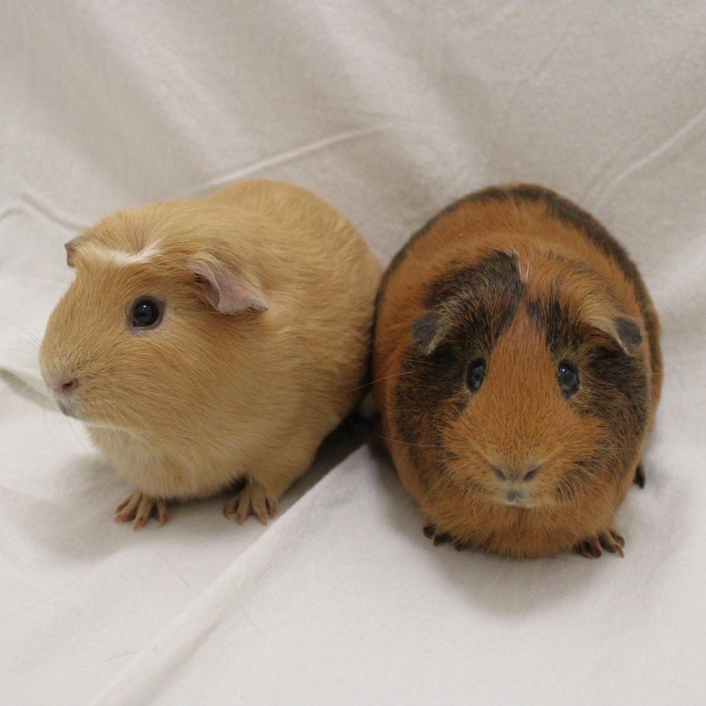 Enlarge Toasted, a Adopted Guinea Pig in Champaign, IL image 1/5