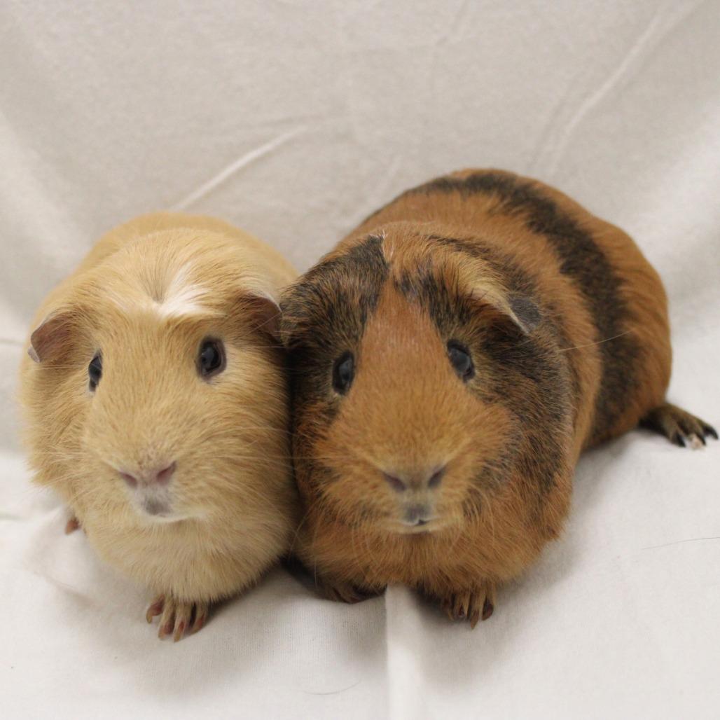 Enlarge Toasted, a Adopted Guinea Pig in Champaign, IL image 2/5
