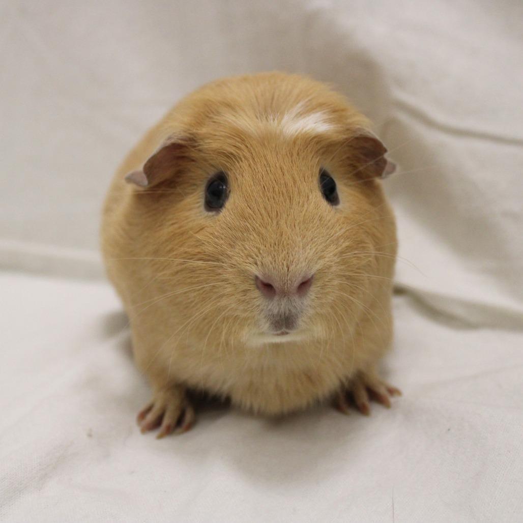 Enlarge Toasted, a Adopted Guinea Pig in Champaign, IL image 3/5