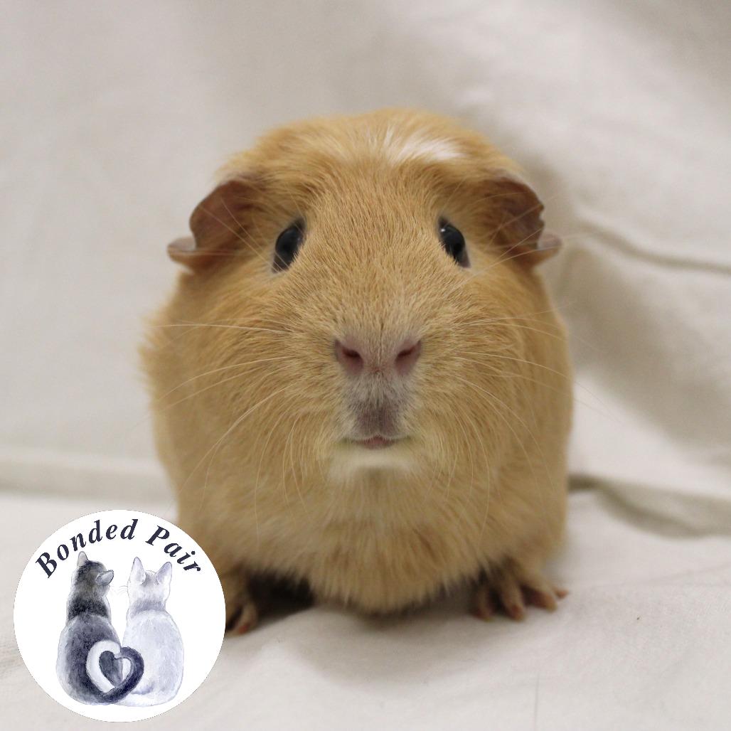 Enlarge Toasted, a Adopted Guinea Pig in Champaign, IL image 4/5