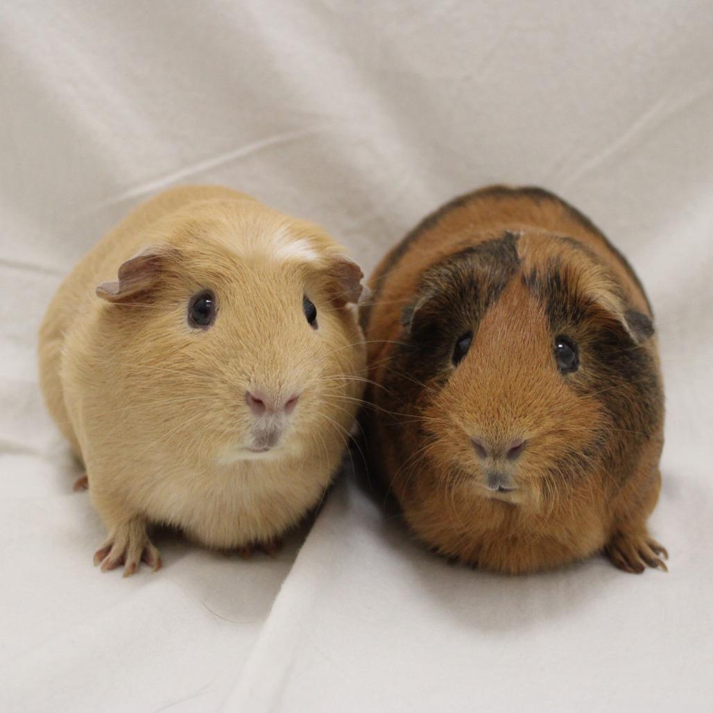 Enlarge Toasted, a Adopted Guinea Pig in Champaign, IL image 5/5