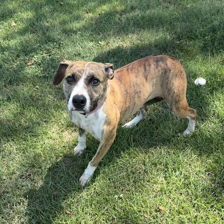 Enlarge Brooke, a ADOPTABLE mixed breed in Valdosta, GA image 1/2