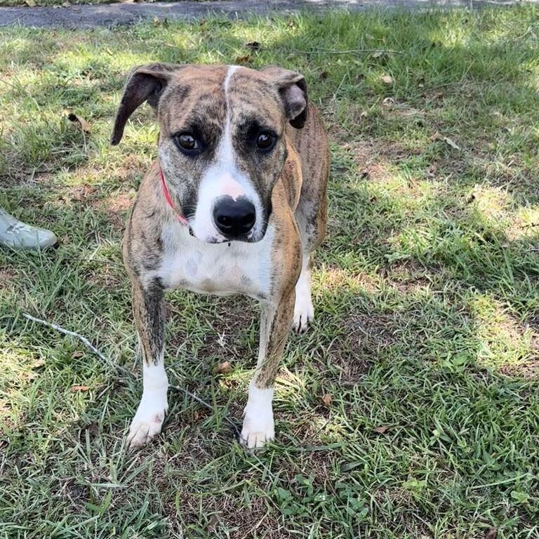 Enlarge Brooke, a ADOPTABLE mixed breed in Valdosta, GA image 2/2