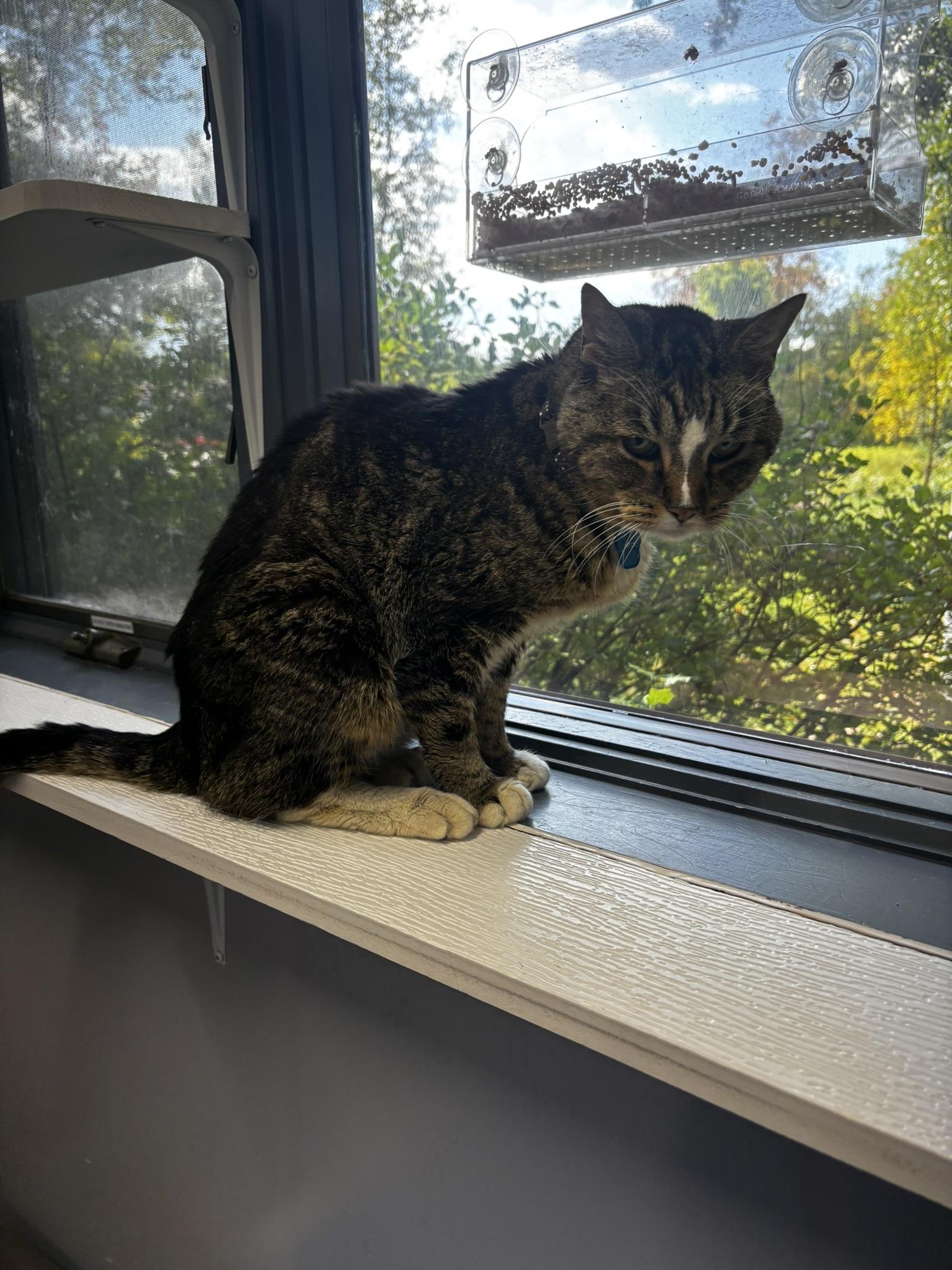 Vance - Purrmanent Resident