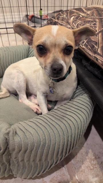 Enlarge Cardi, an adoptable mixed breed in Albuquerque, NM image 1/1