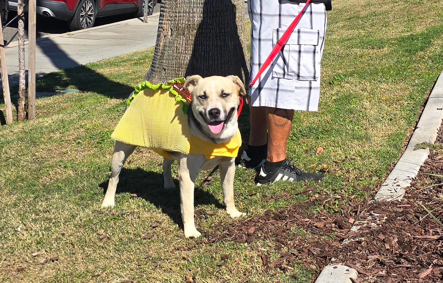 Victor, a Adoptable mixed breed in Novato, CA image 1/6
