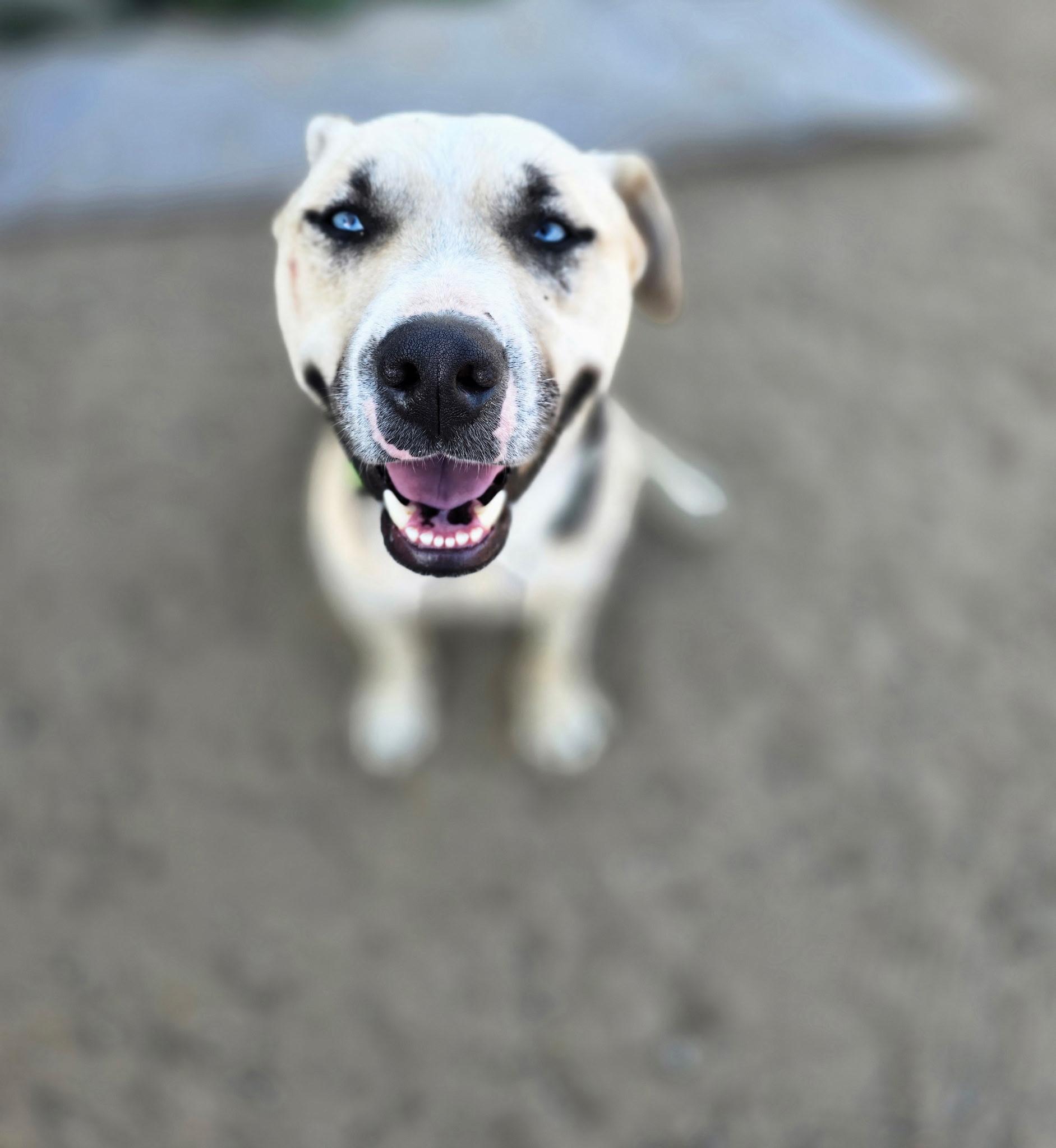 Victor, a Adoptable mixed breed in Novato, CA image 2/6