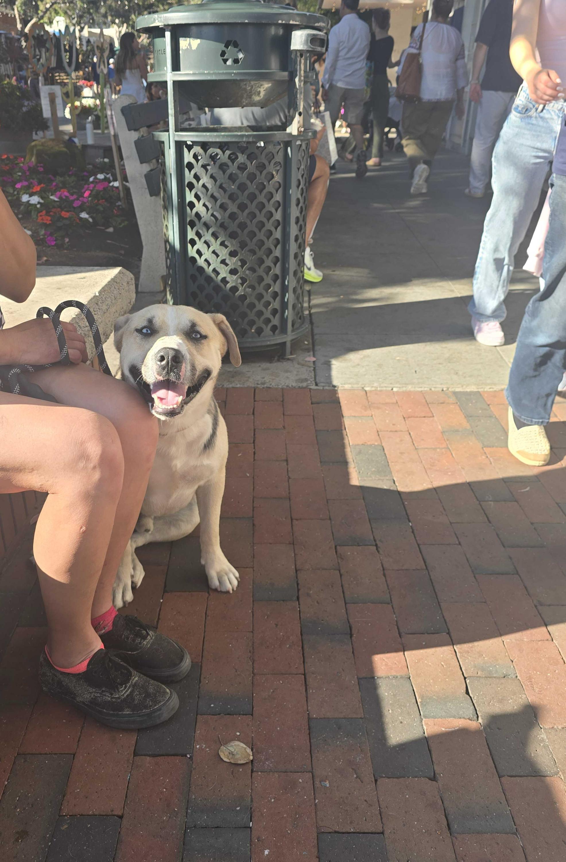 Victor, a Adoptable mixed breed in Novato, CA image 5/6