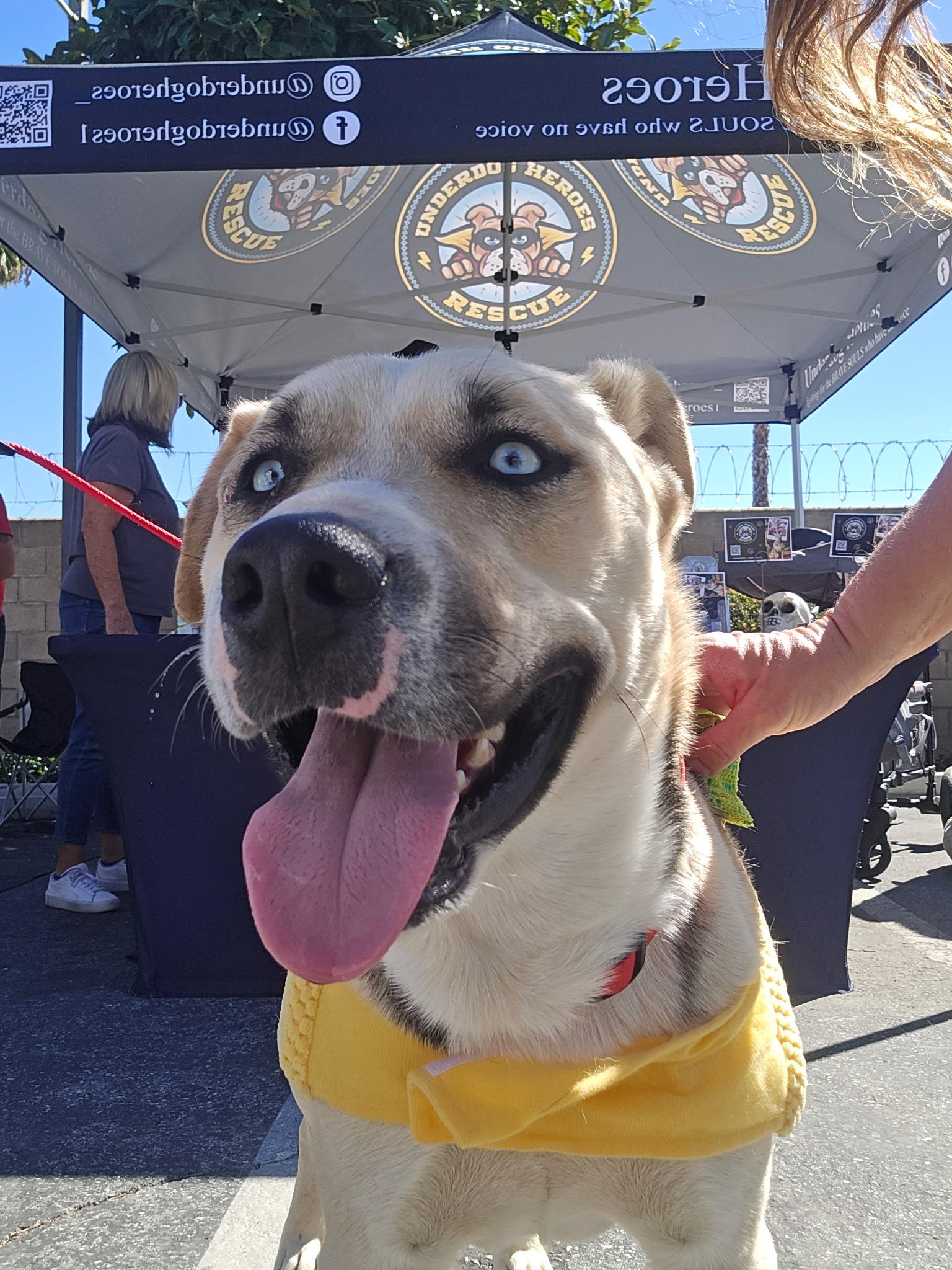 Victor, a Adoptable mixed breed in Novato, CA image 6/6