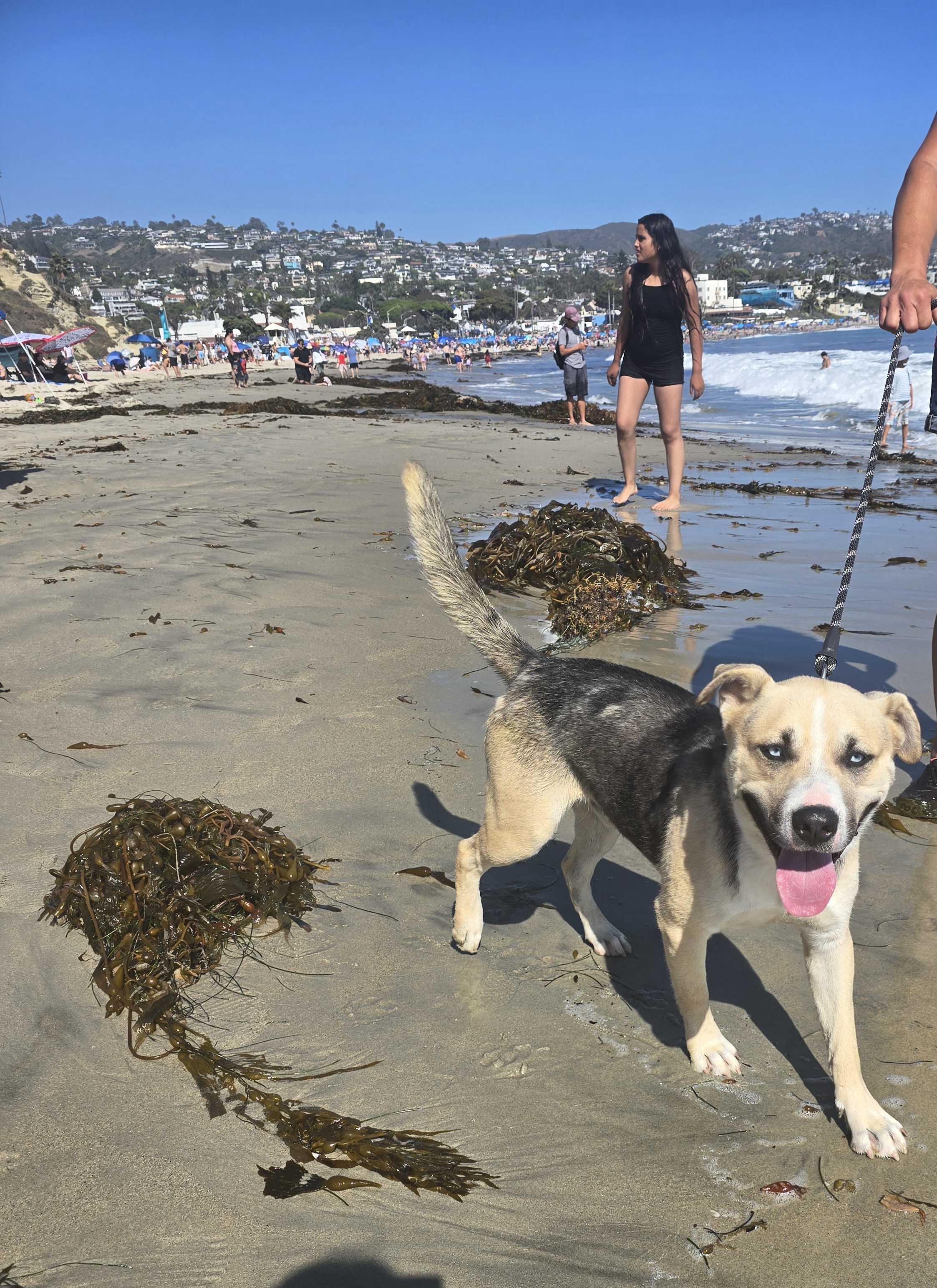 Victor, a Adoptable mixed breed in Novato, CA image 4/6