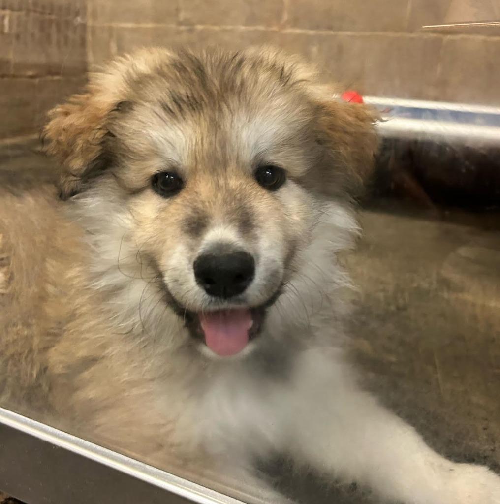 Enlarge Mikey, a Adoptable mixed breed in Midland, TX image 1/2