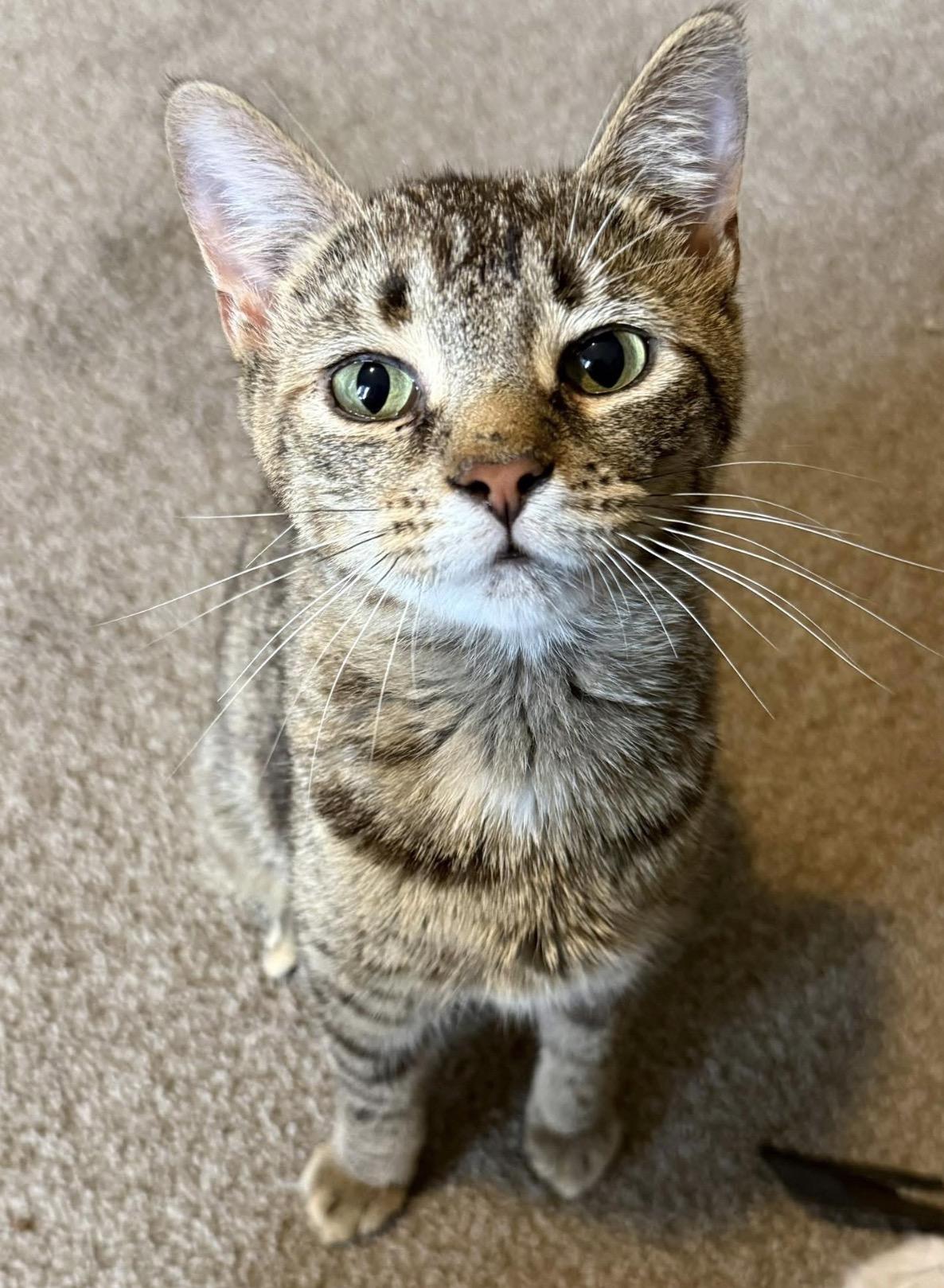 Alicia, ADOPTABLE, Young Female Domestic Short Hair.