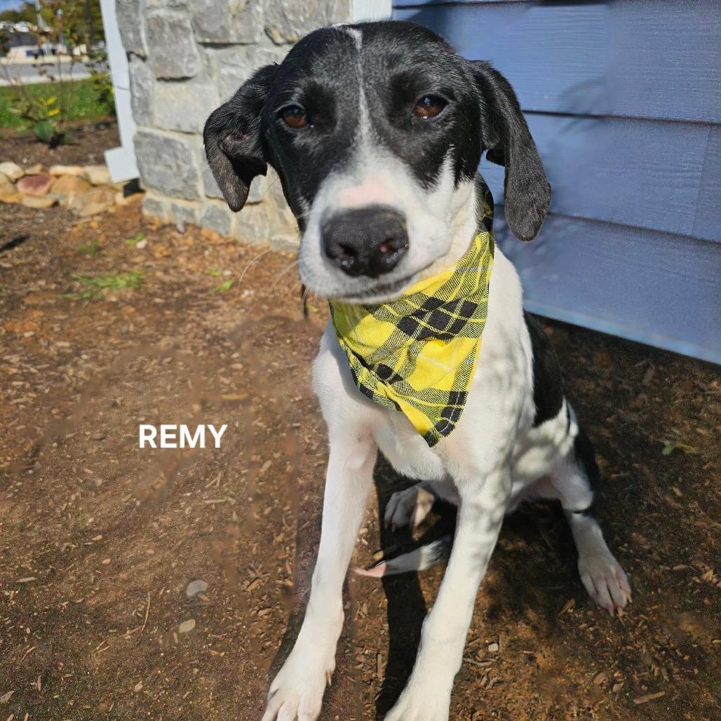 Luca (Remy), a Adoptable mixed breed in Phoenix, AZ image 1/2