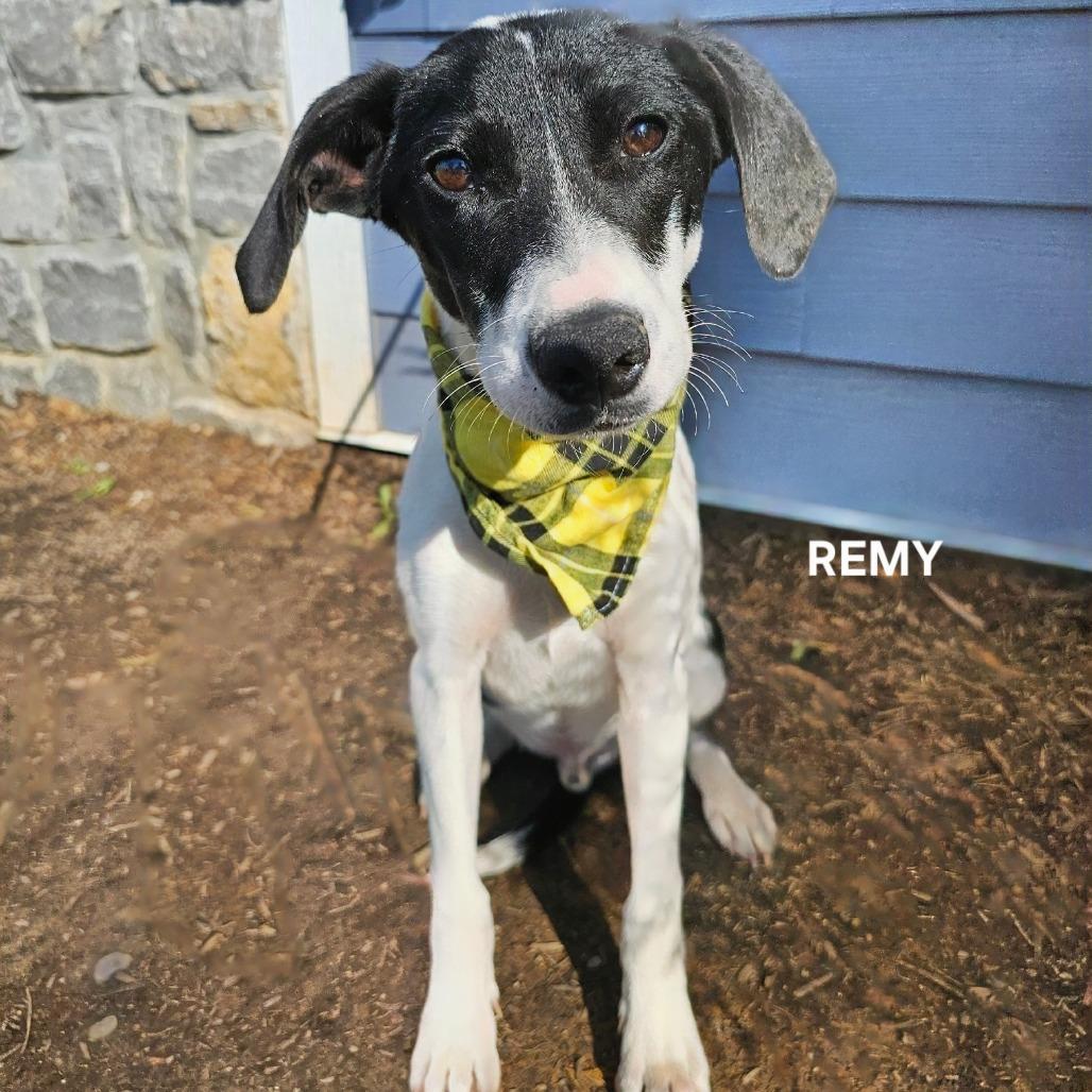 Luca (Remy), a Adoptable mixed breed in Phoenix, AZ image 2/2