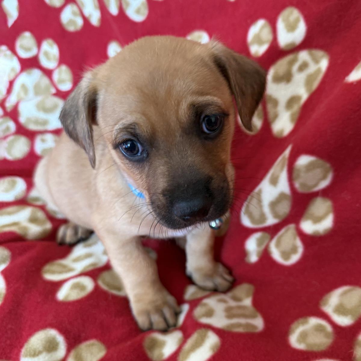 Enlarge Lego Pup - Robo, a Adoptable mixed breed in San Diego, CA image 1/3
