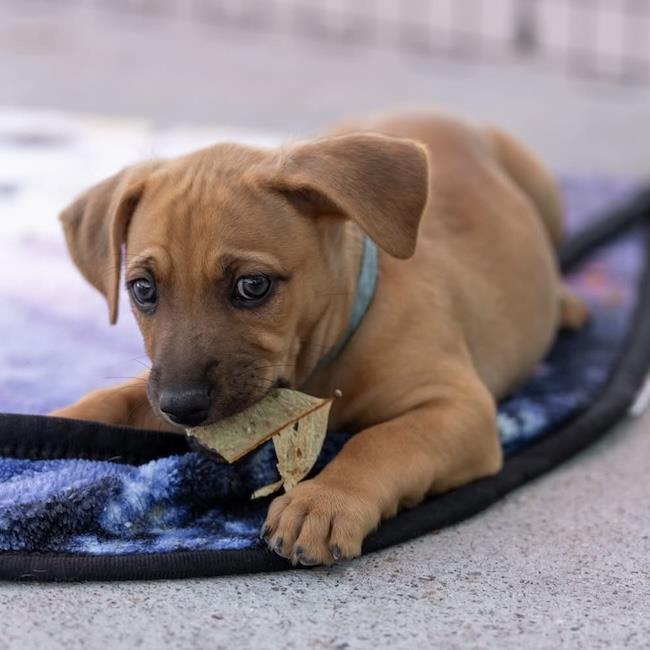 Enlarge Lego Pup - Robo, a Adoptable mixed breed in San Diego, CA image 2/3
