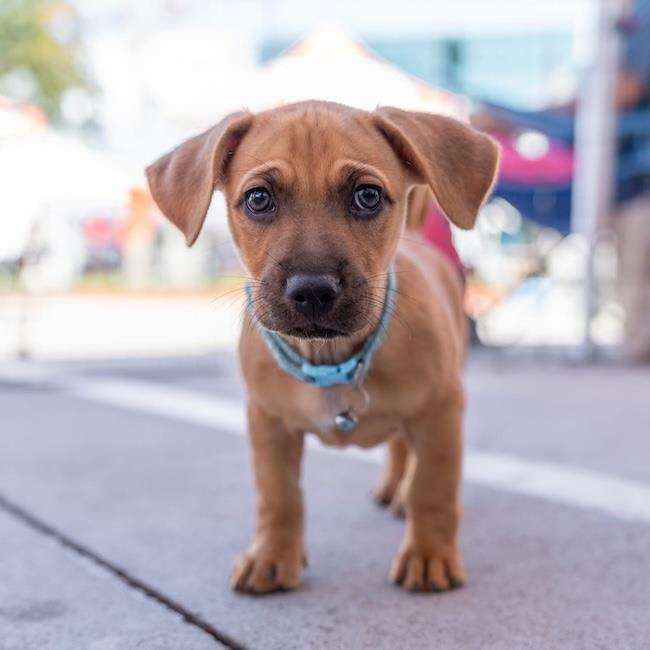 Enlarge Lego Pup - Robo, a Adoptable mixed breed in San Diego, CA image 3/3