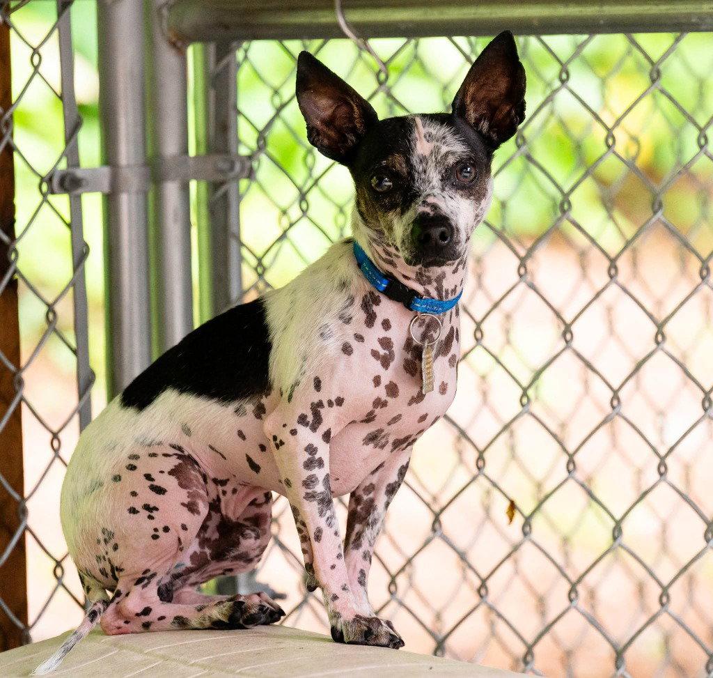 Britt, Adoptable, Adult Male Chihuahua & Terrier.
