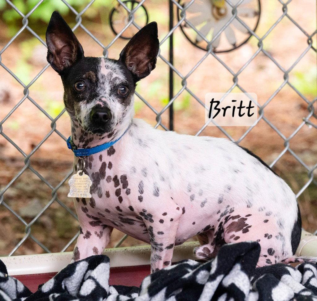 Britt, a Adoptable mixed breed in Ellijay, GA image 2/3