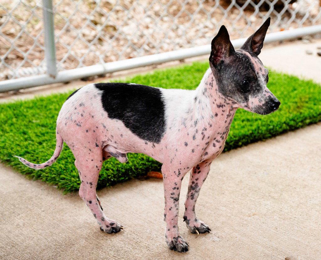 Britt, a Adoptable mixed breed in Ellijay, GA image 3/3
