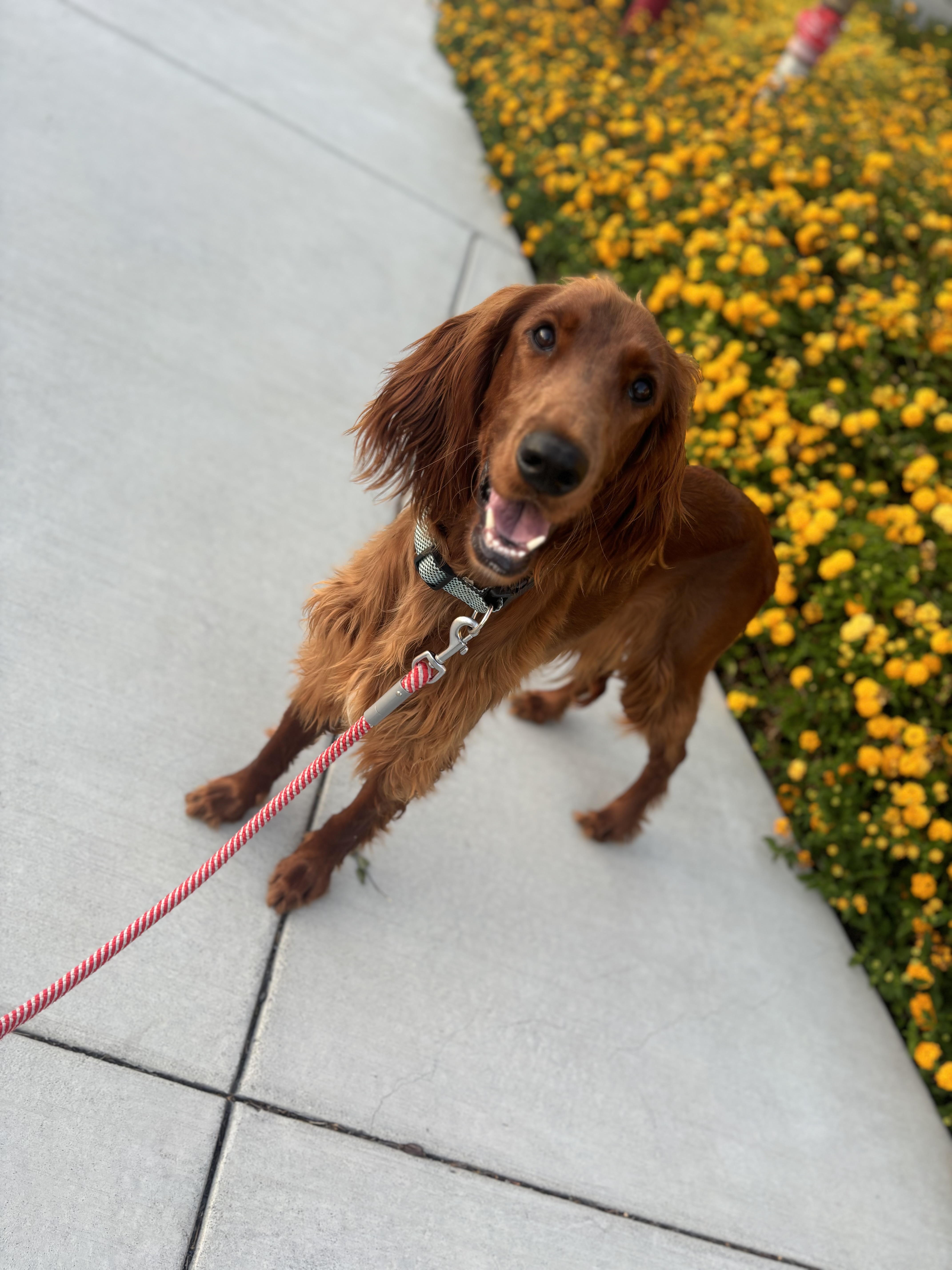 Dog for adoption Yoshi, an Irish Setter in Hayward, CA Petfinder