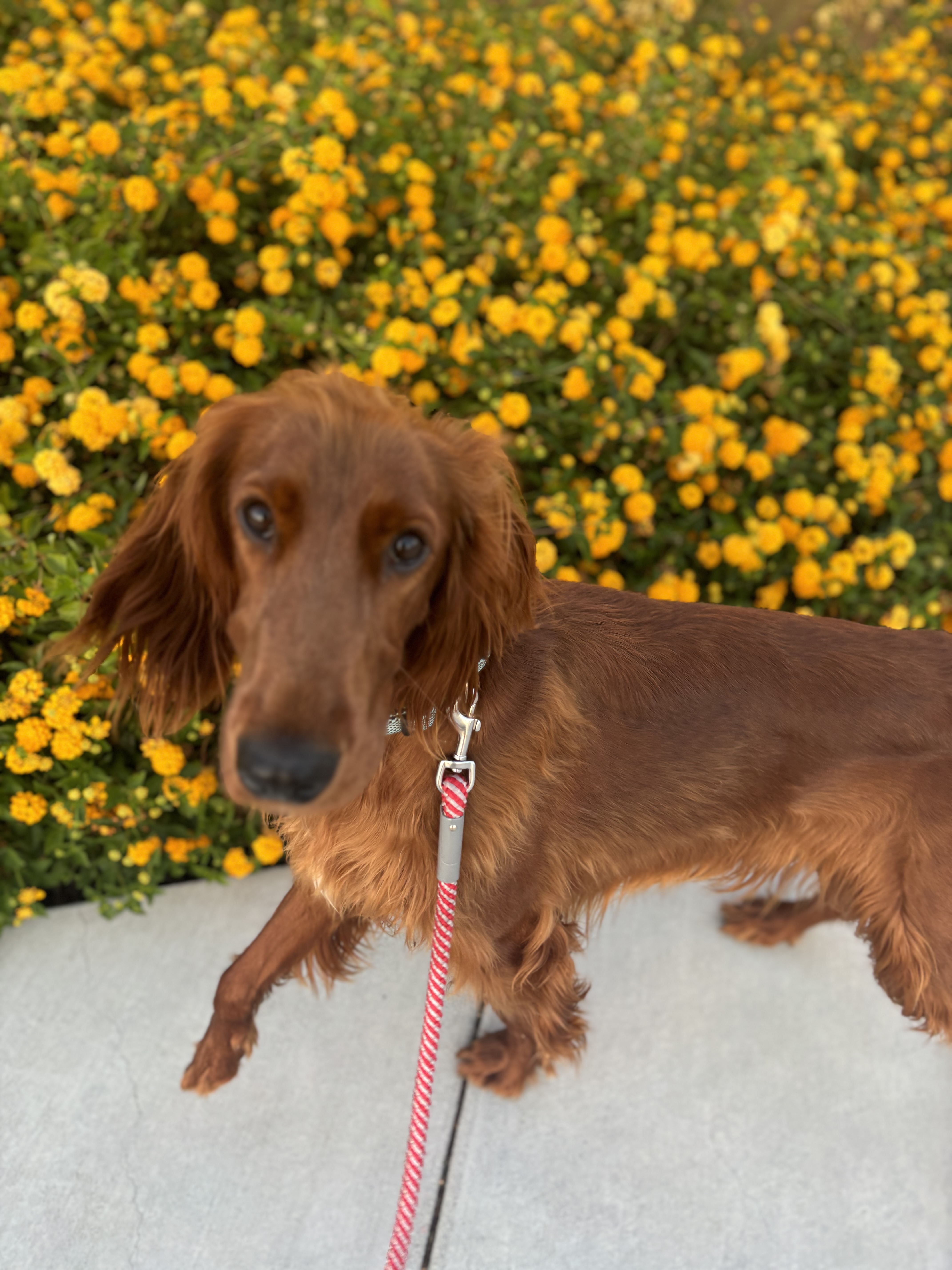 Dog for adoption Yoshi, an Irish Setter in Hayward, CA Petfinder