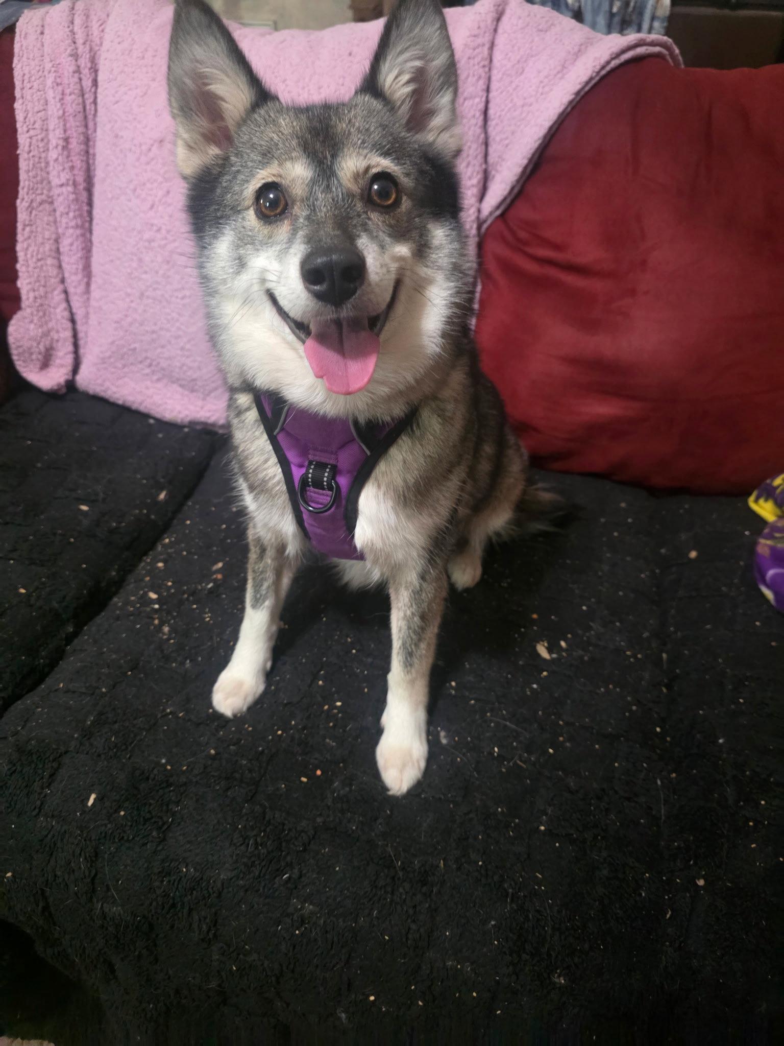 Enlarge Maikoh, a Adoptable mixed breed in Holly Springs, NC image 1/3