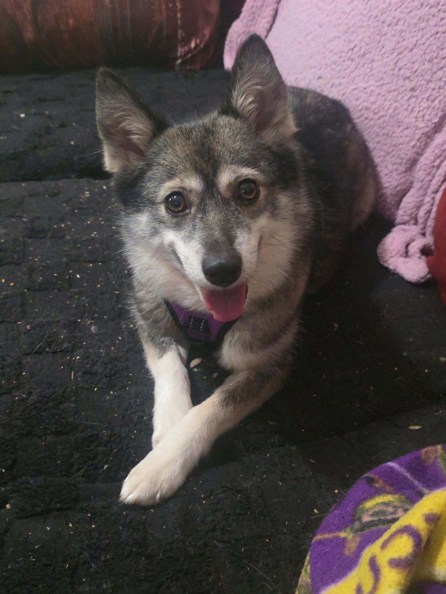 Enlarge Maikoh, a Adoptable mixed breed in Holly Springs, NC image 2/3